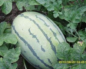 山东网红团队吃瓜事件,揭秘网络舆论风波背后的真相 第2张 山东网红团队吃瓜事件,揭秘网络舆论风波背后的真相 第2张